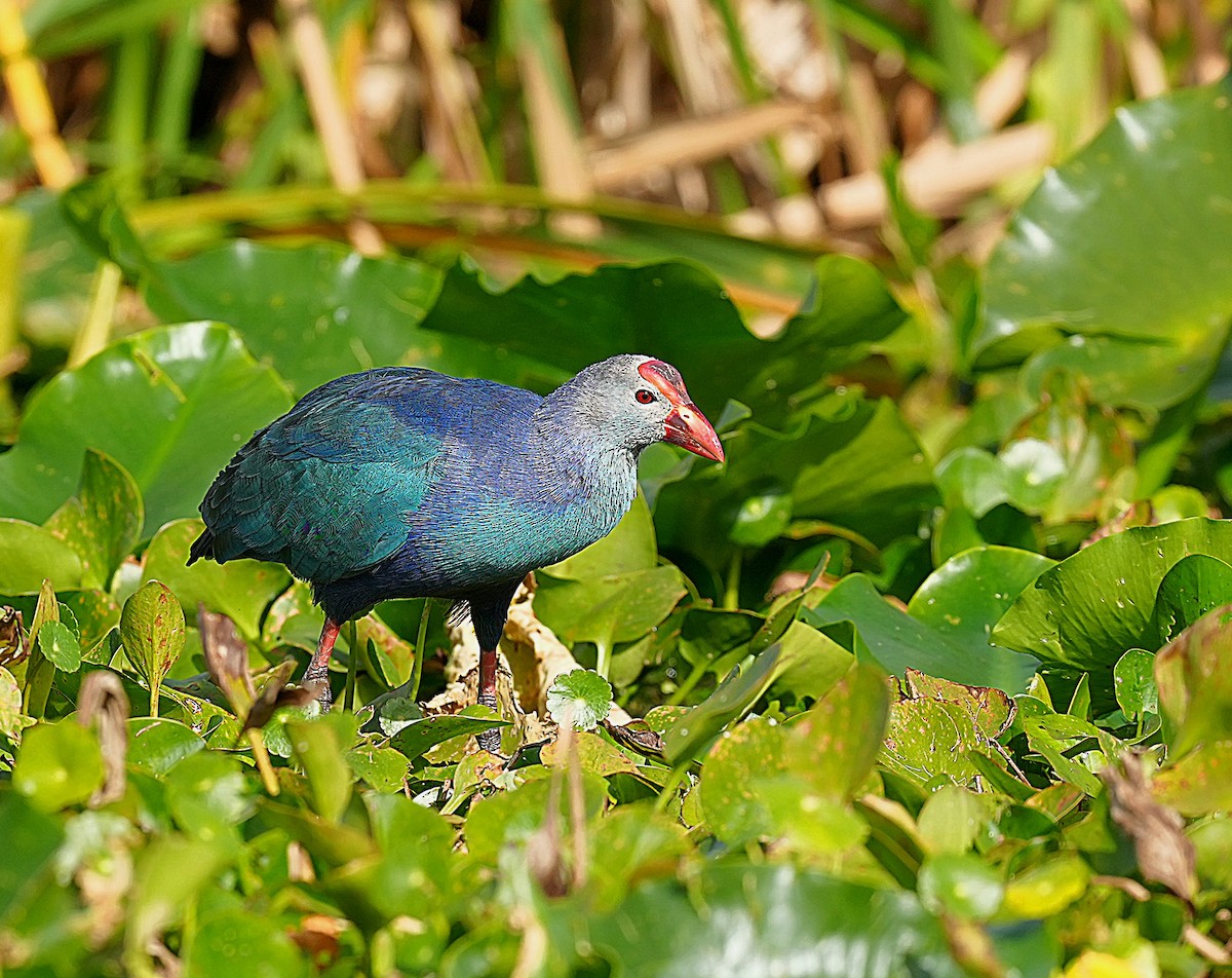 Uroilo urdin burugrisa - ML647005494