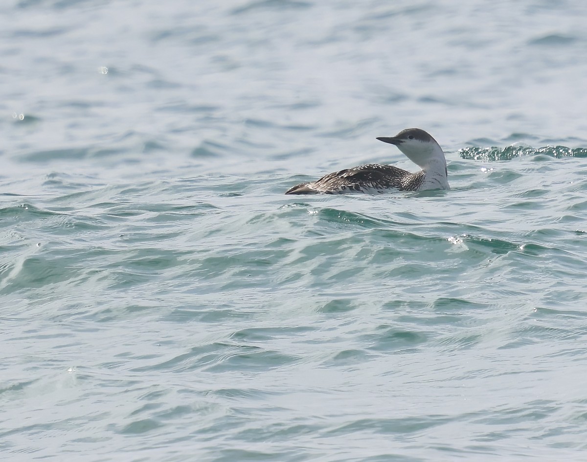 Краснозобая гагара - ML647005495