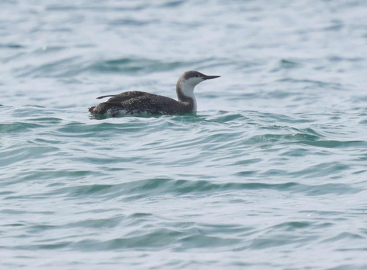 Краснозобая гагара - ML647005496