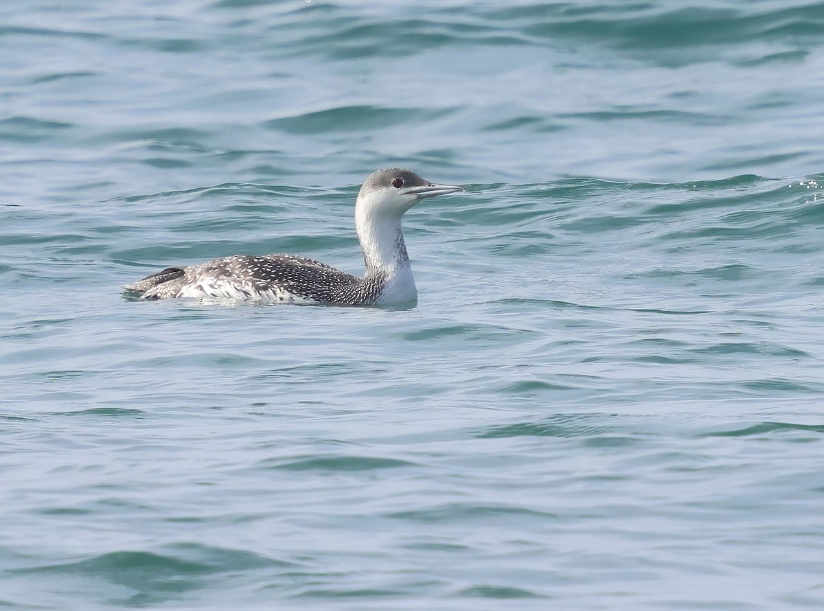 Краснозобая гагара - ML647005510