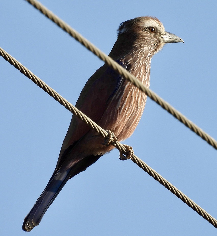 Purple Roller - ML647005516