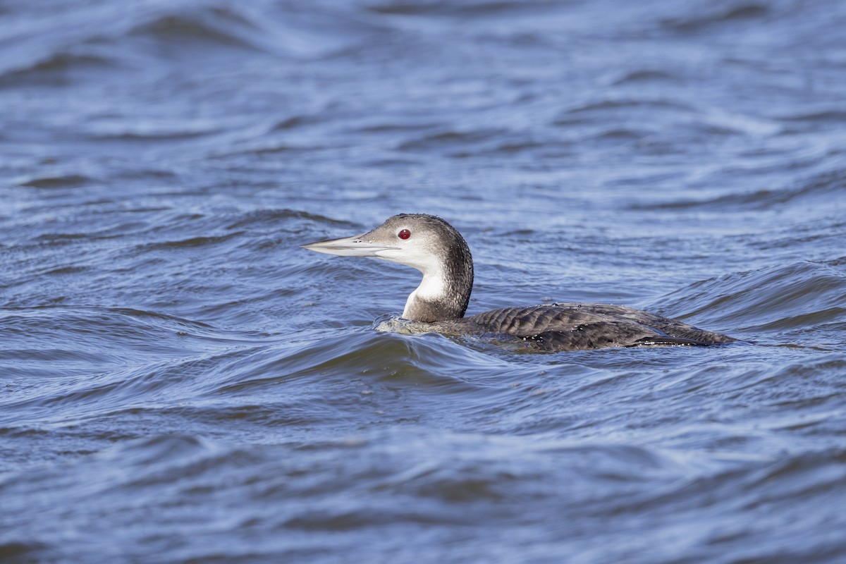 Common Loon - ML647005520