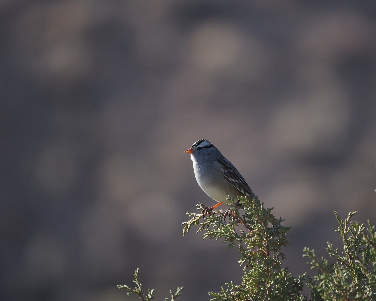 Chingolo Coroniblanco - ML647005521