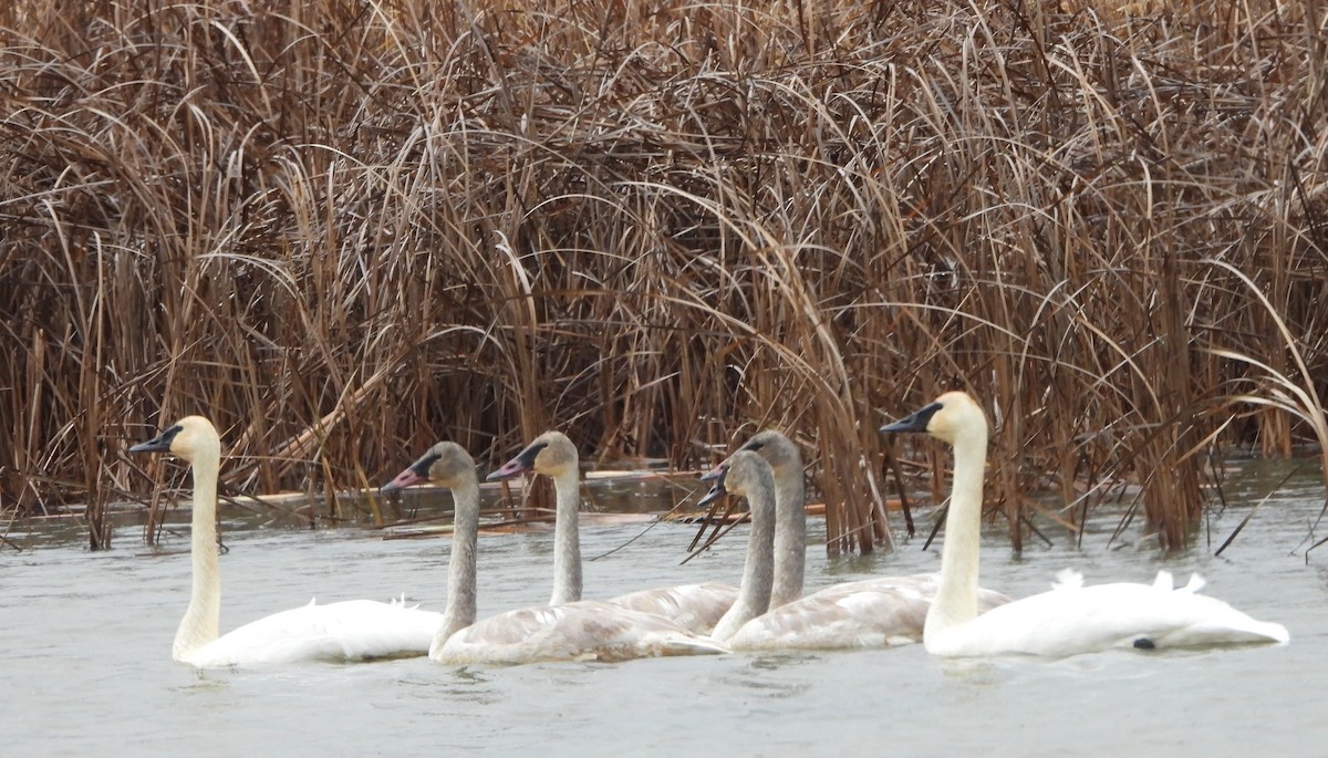 Trumpeter Swan - ML647005523