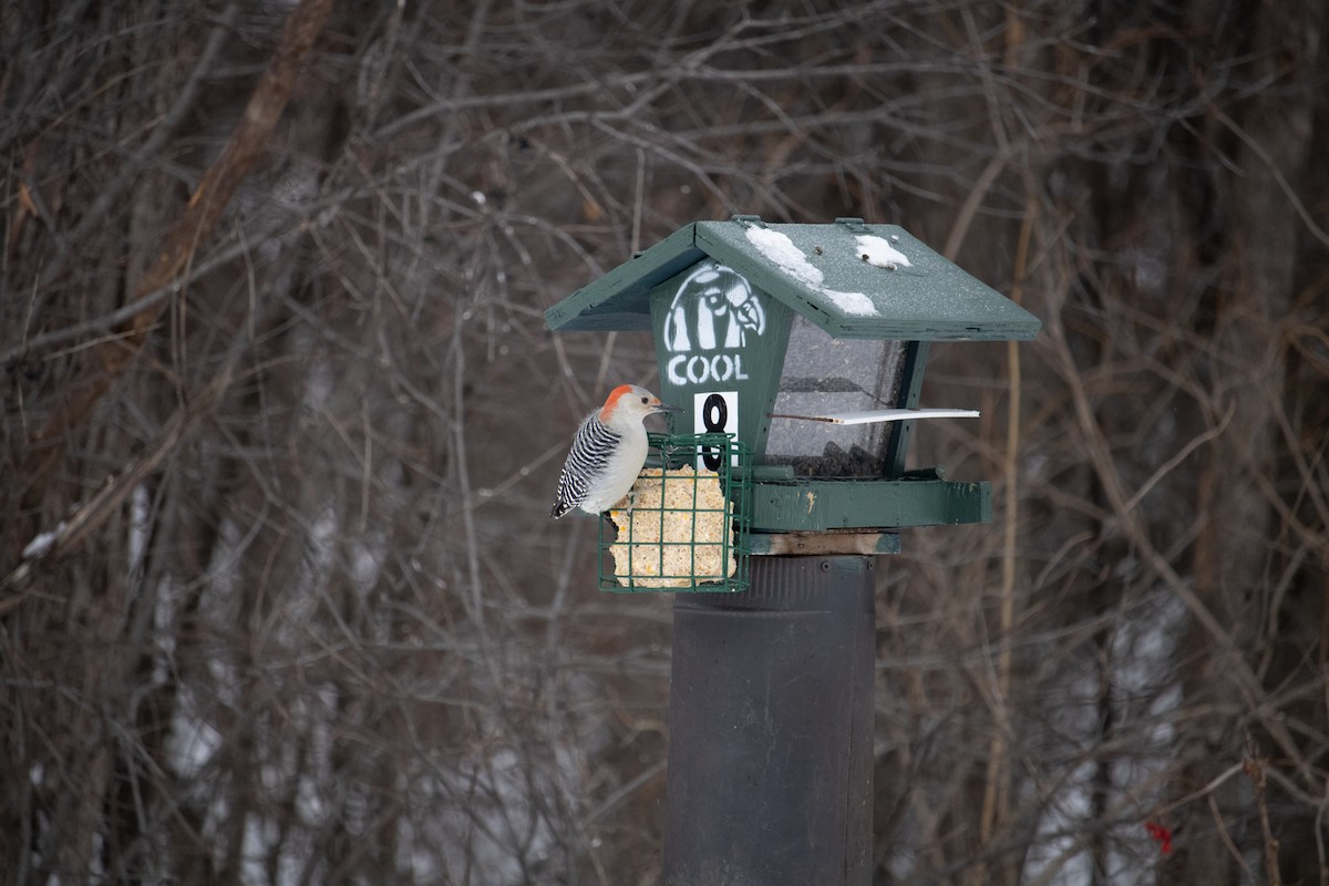 Red-bellied Woodpecker - ML647005524