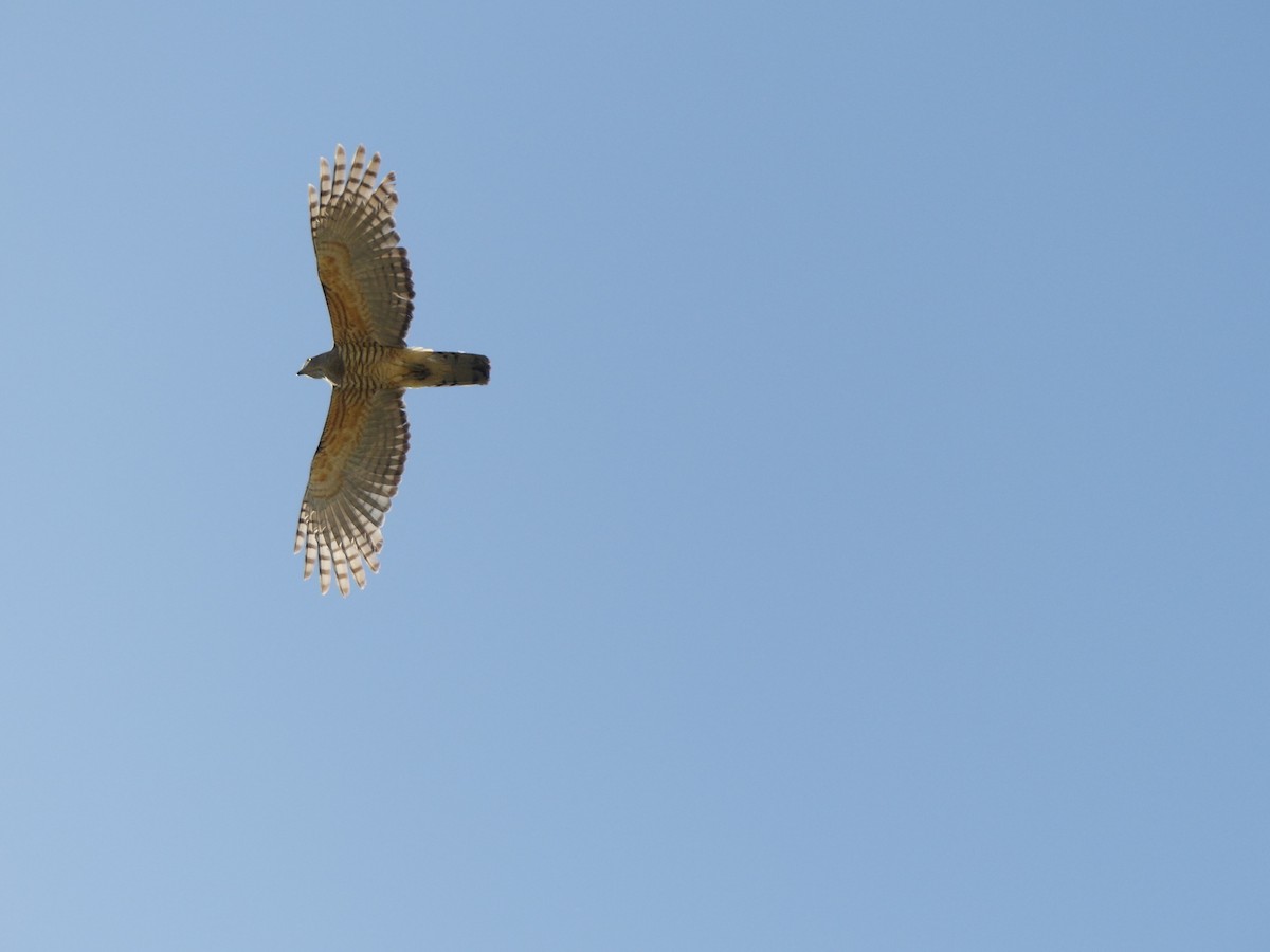 Pacific Baza - ML647005525