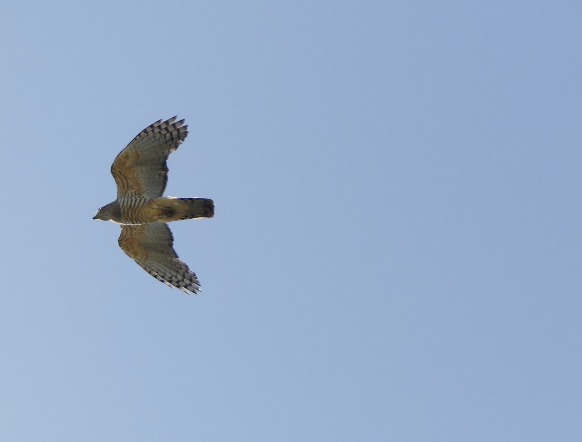 Pacific Baza - ML647005526