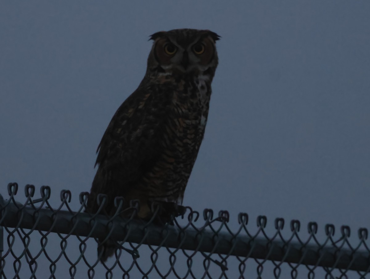 Виргинский филин - ML647005527