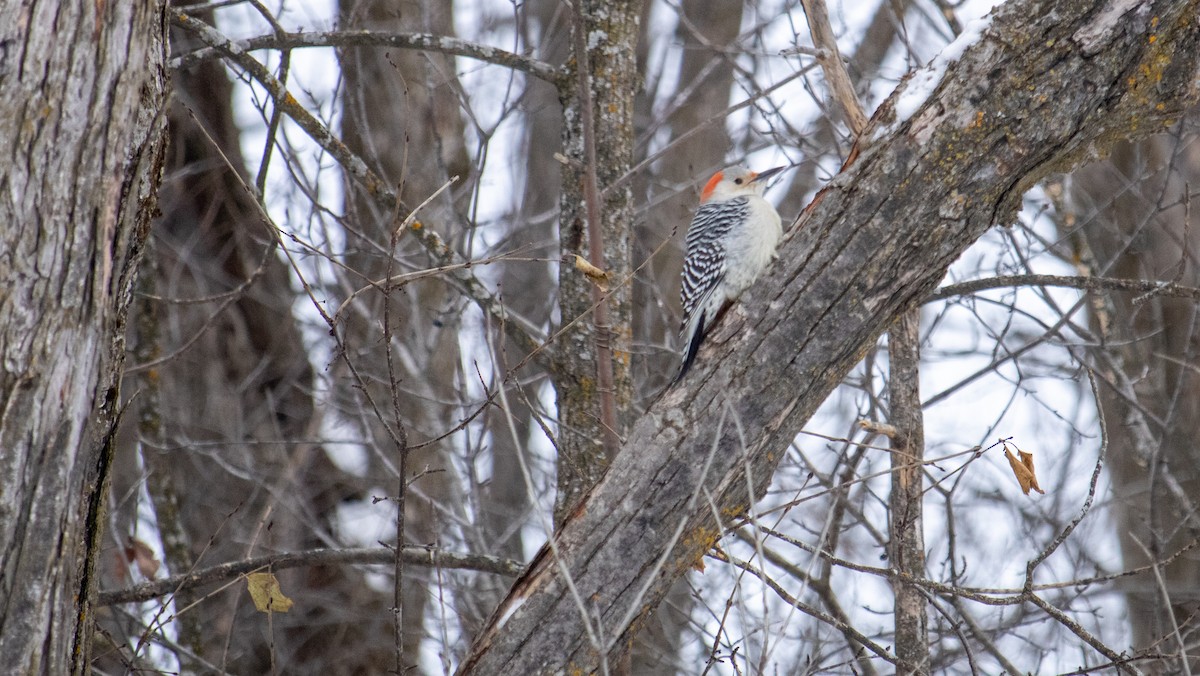 Red-bellied Woodpecker - ML647005530