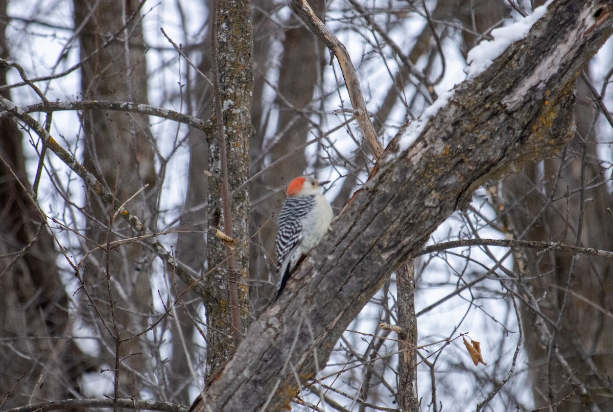 Red-bellied Woodpecker - ML647005533