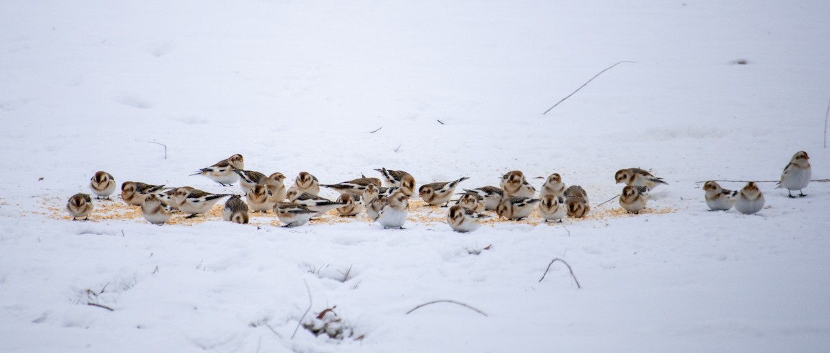 Snow Bunting - ML647005535
