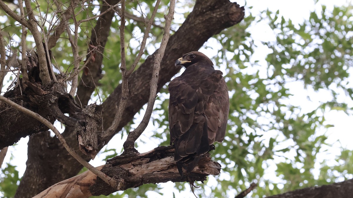 Орел-карлик білоголовий - ML647005536