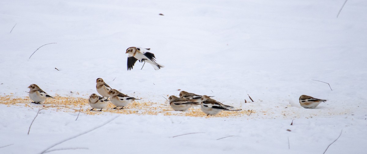 Snow Bunting - ML647005537