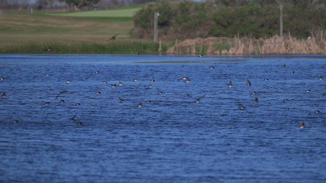 Tree Swallow - ML647005538