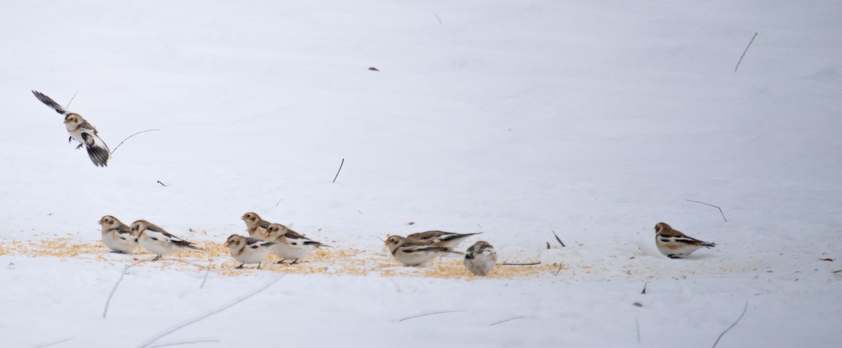 Snow Bunting - ML647005541