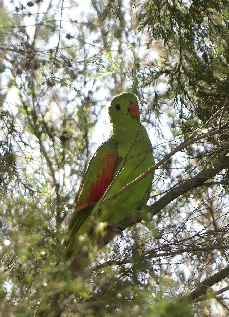 Kırmızı Kanatlı Papağan - ML647005545