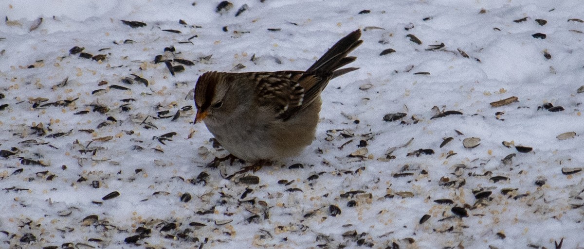 White-crowned Sparrow - ML647005549