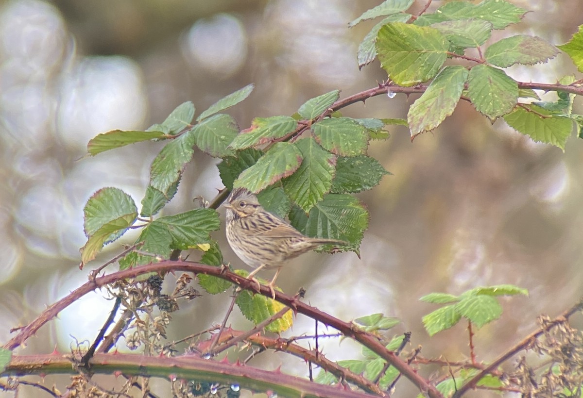 Lincoln's Sparrow - ML647005550