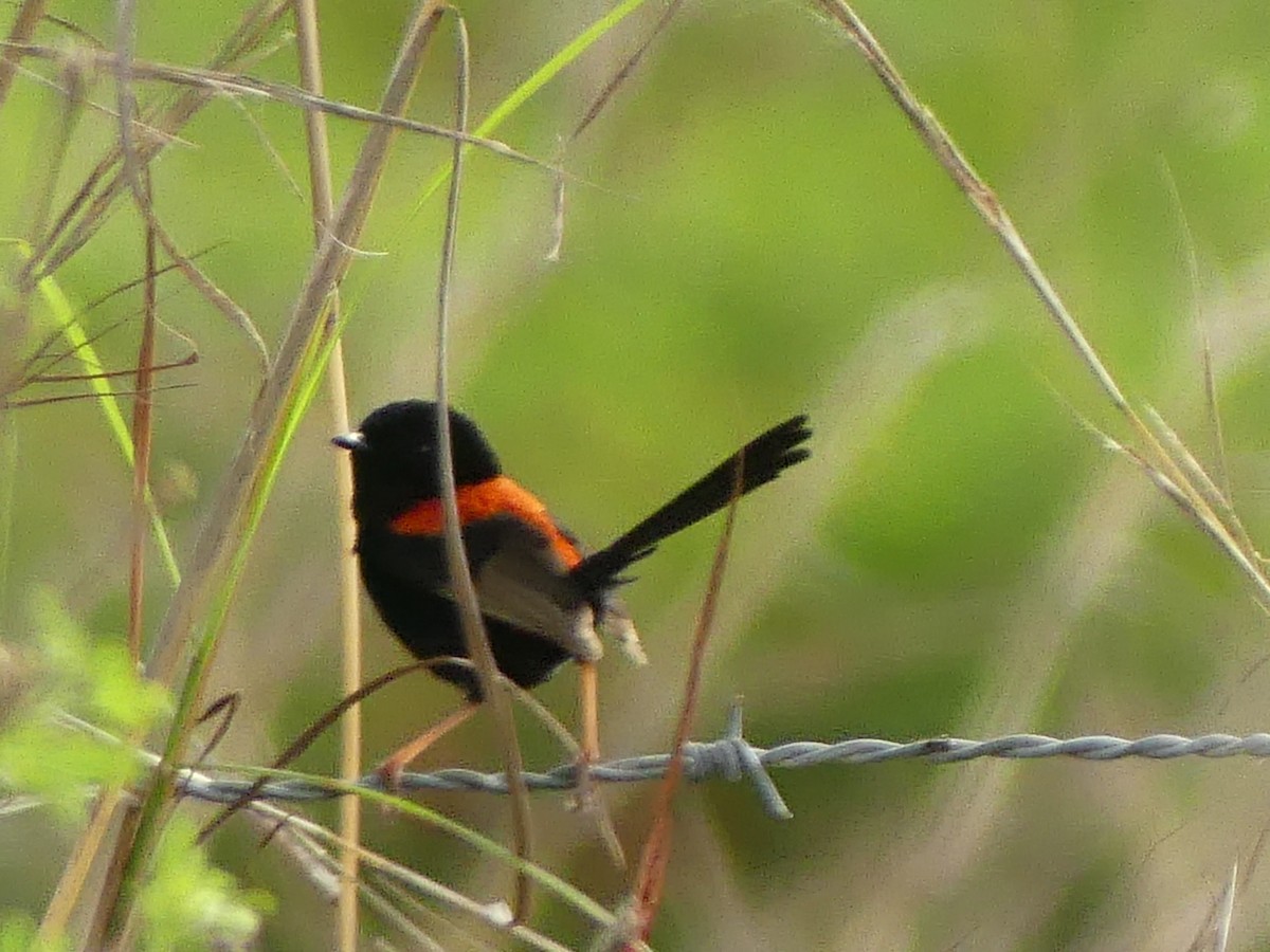 Red-backed Fairywren - ML647005552