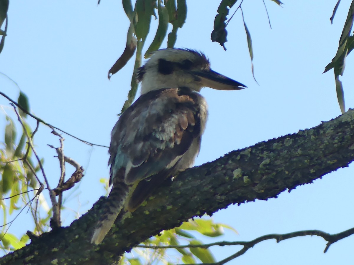 Laughing Kookaburra - ML647005558