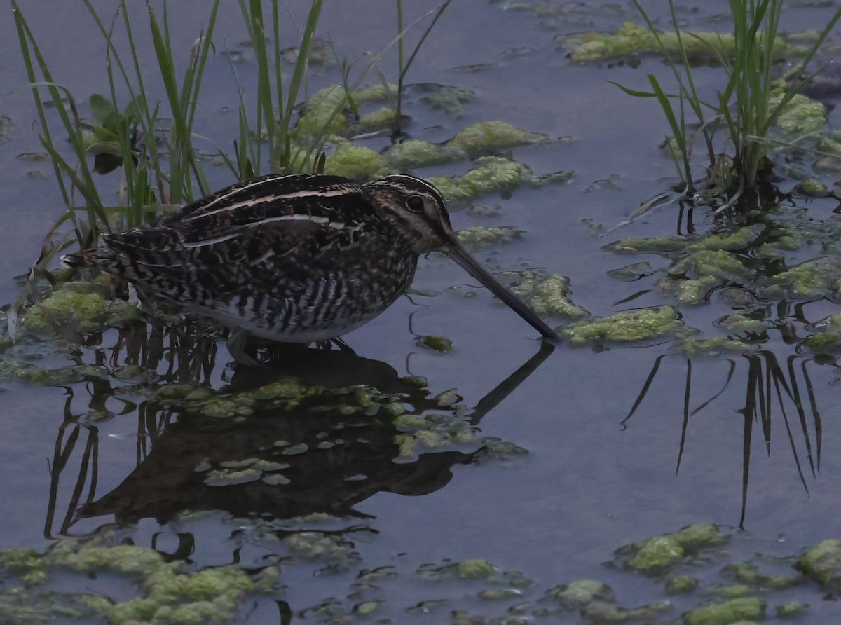 Американский бекас - ML647005562