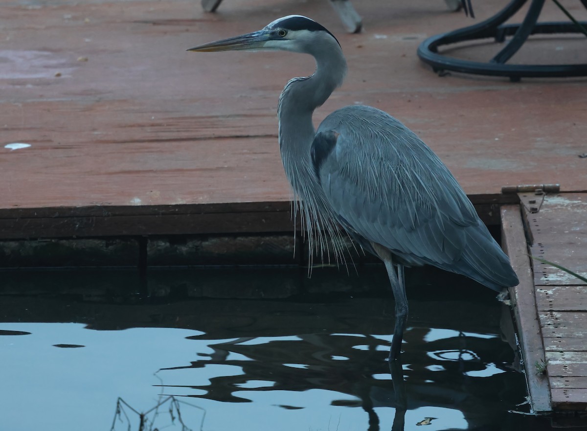 Большая голубая цапля - ML647005565