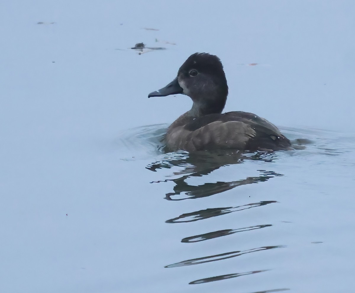 Кольчатая чернеть - ML647005567