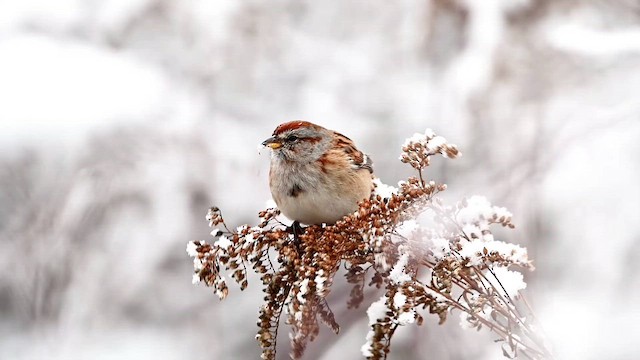 American Tree Sparrow - ML647005583