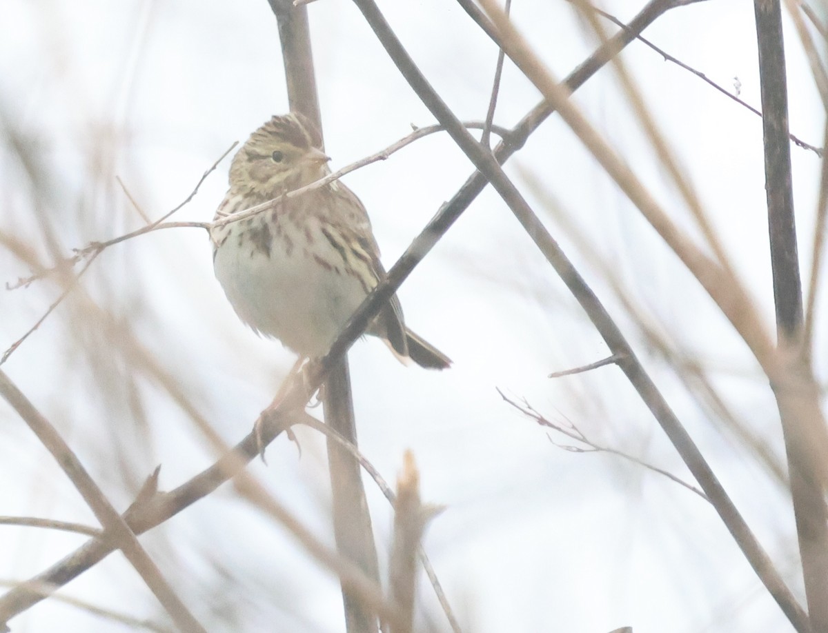 Саванная овсянка - ML647005585