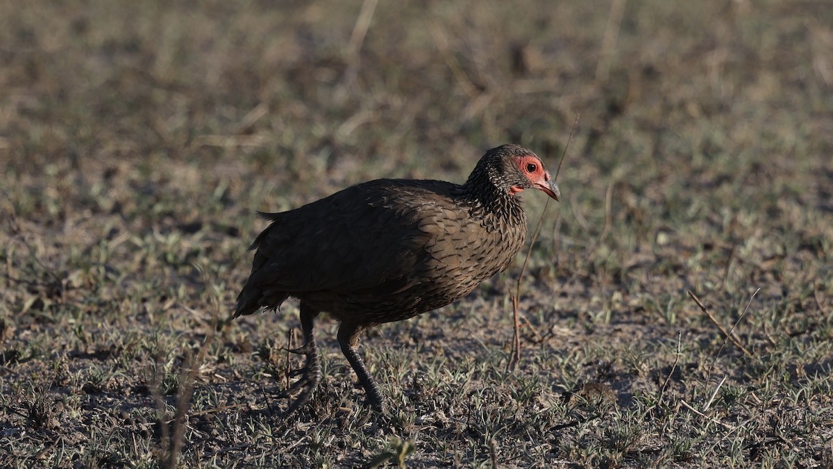 Турач чорноногий - ML647005586