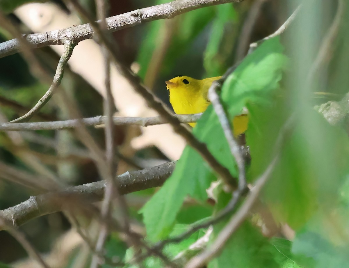 Малая вильсония - ML647005588