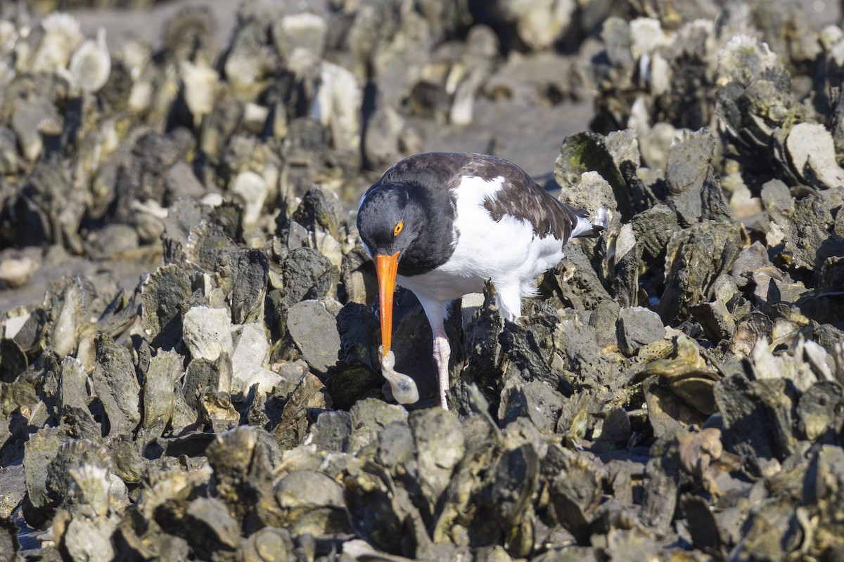 American Oystercatcher - ML647005591