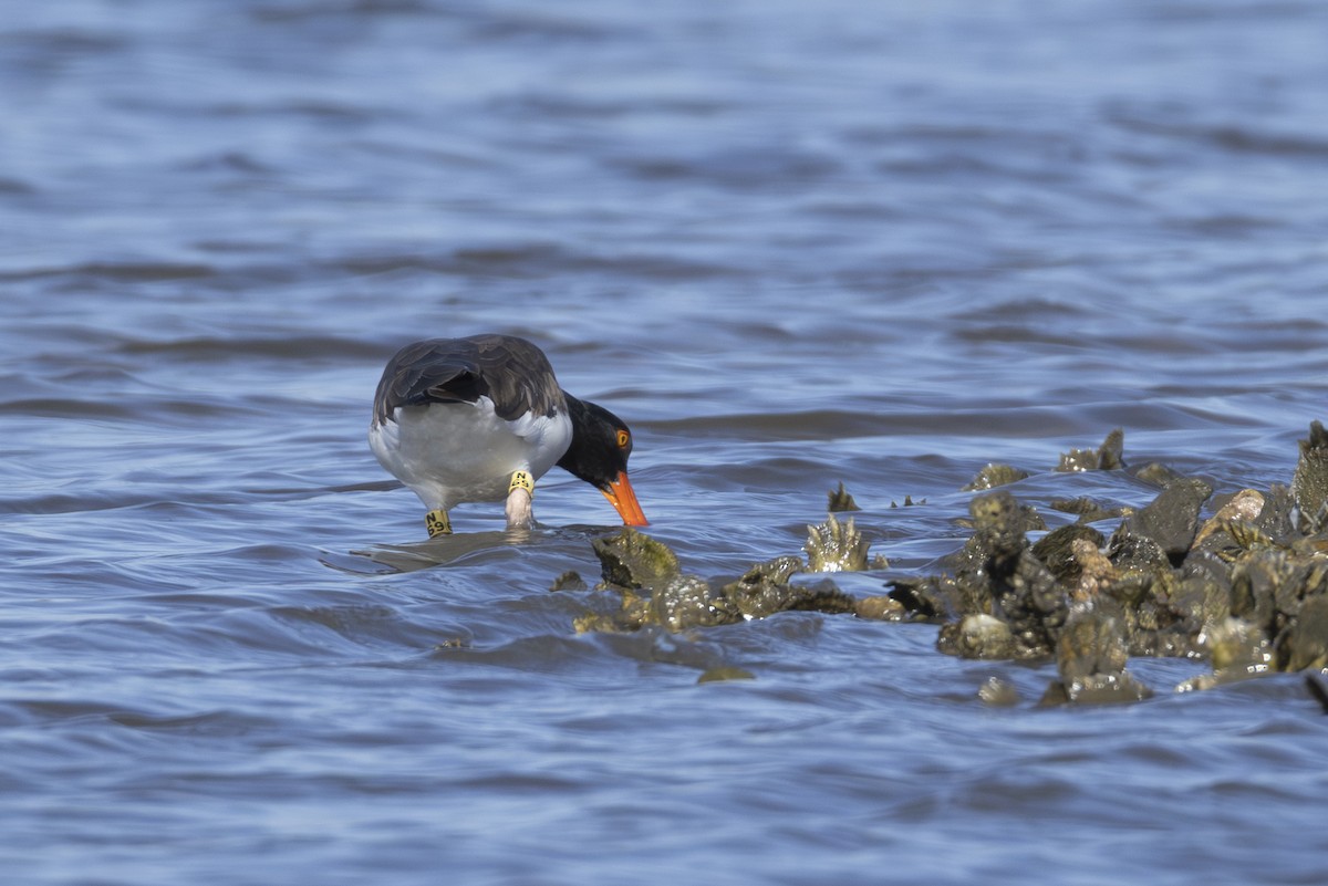 American Oystercatcher - ML647005592