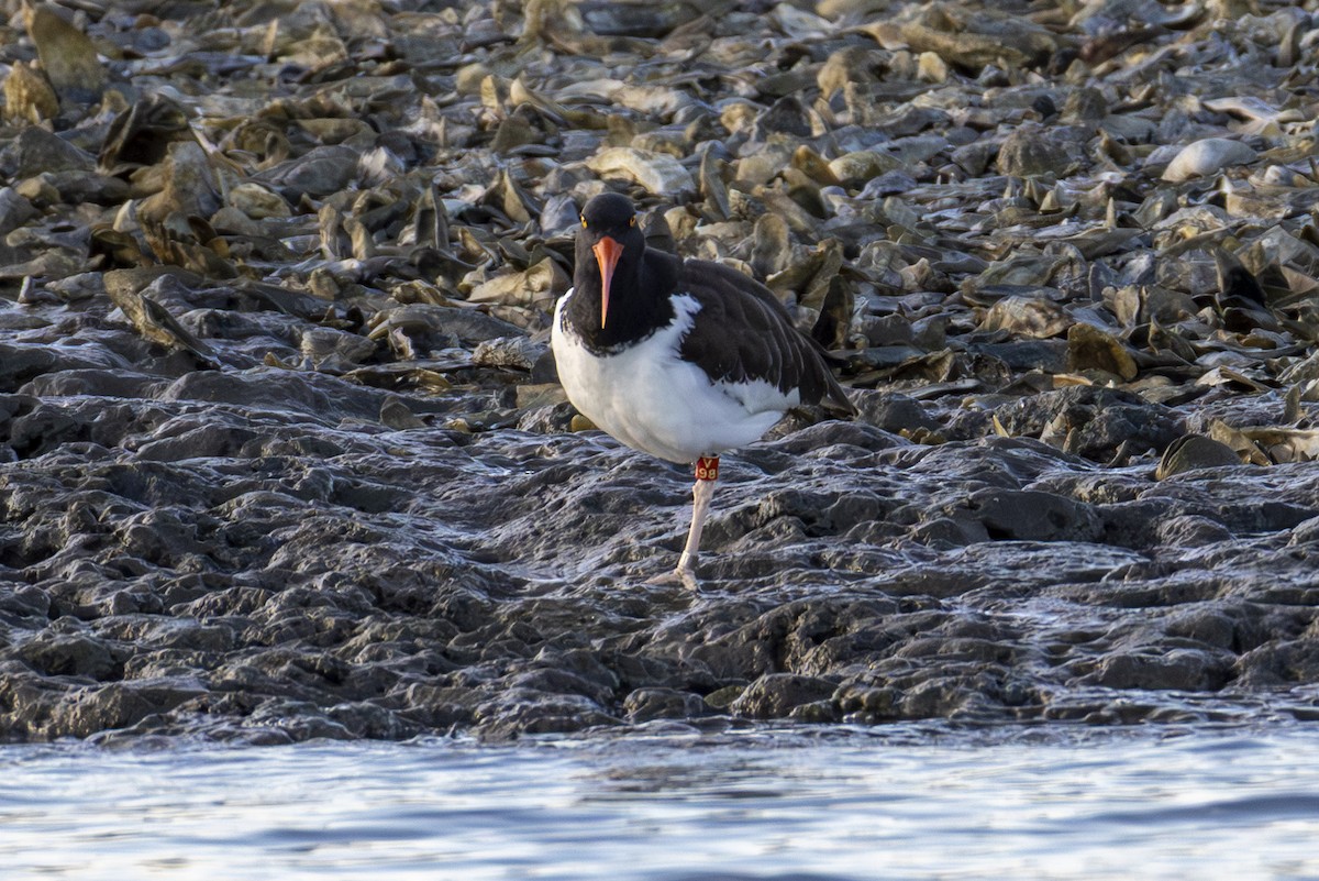 American Oystercatcher - ML647005593