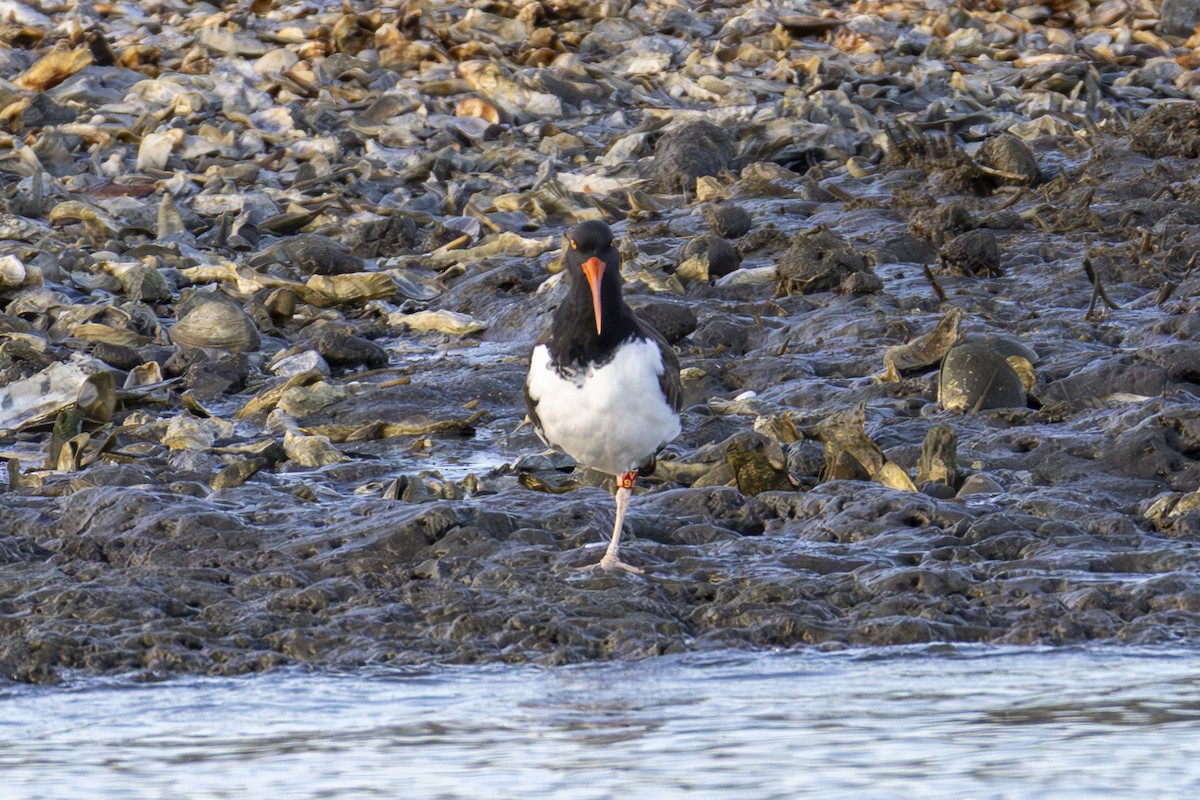 American Oystercatcher - ML647005594