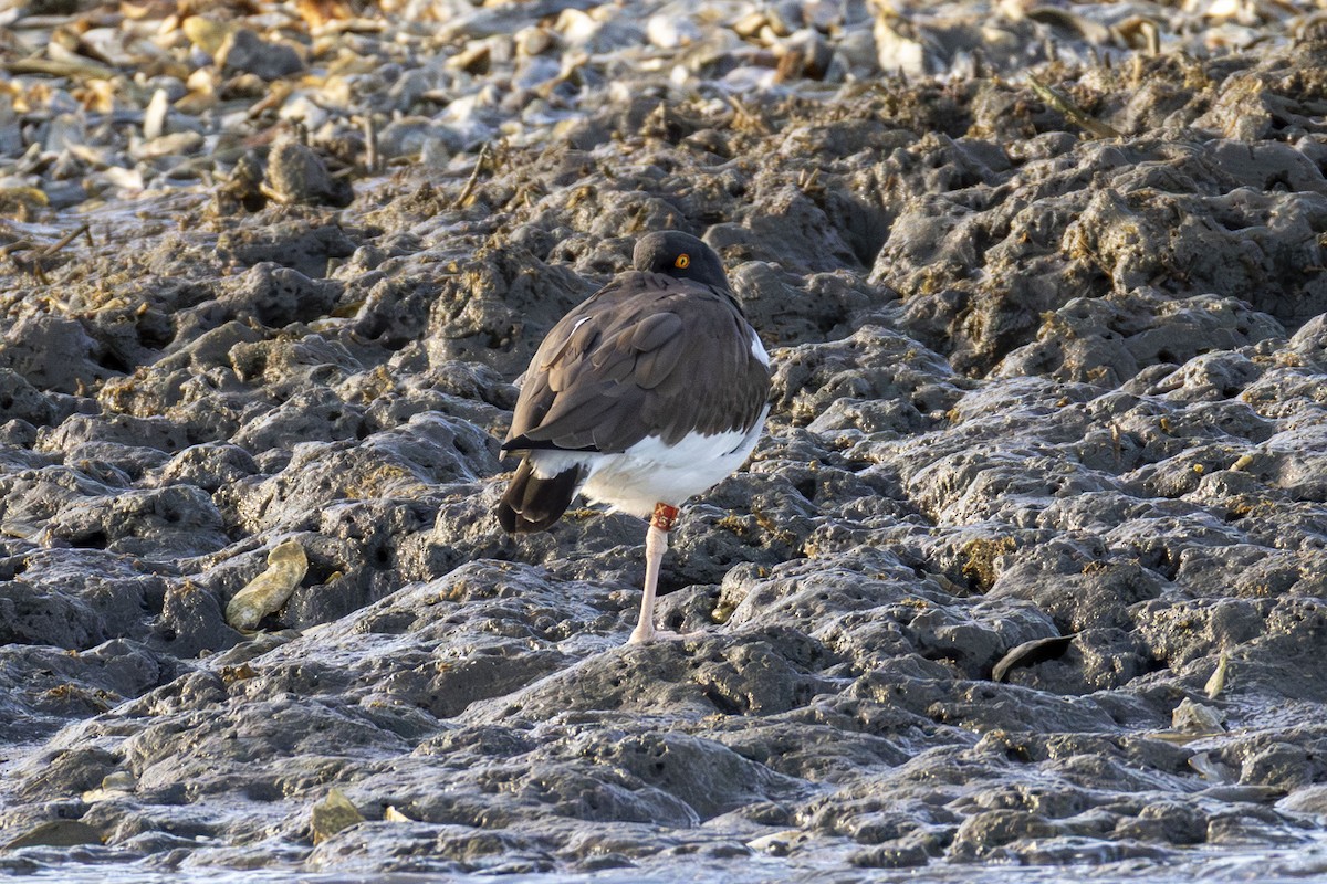 American Oystercatcher - ML647005595
