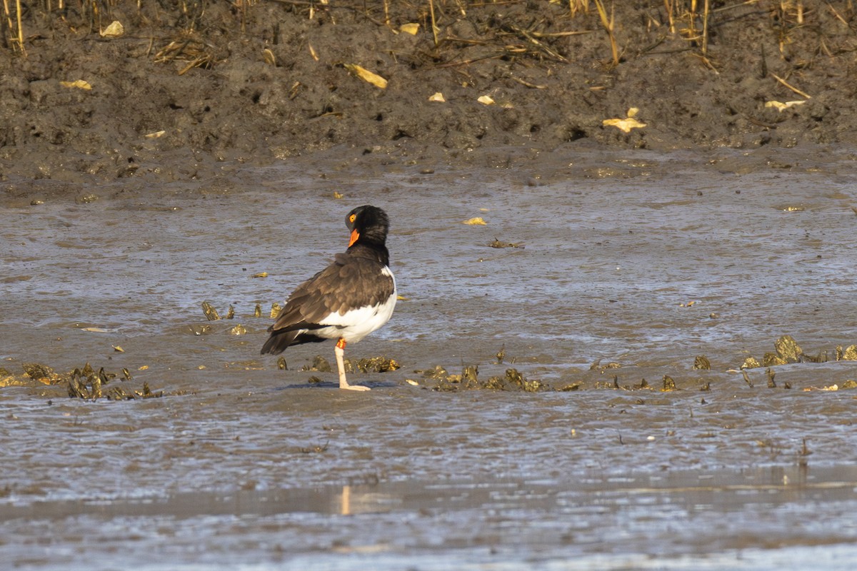 American Oystercatcher - ML647005596