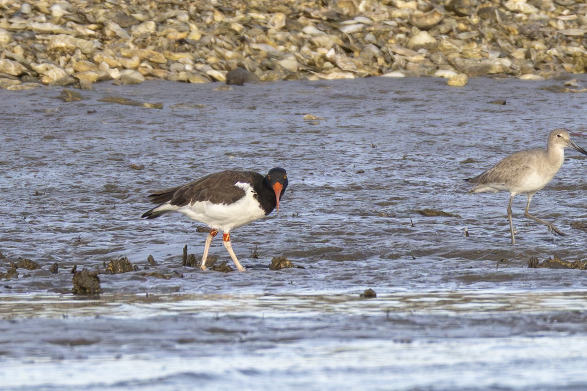 American Oystercatcher - ML647005597