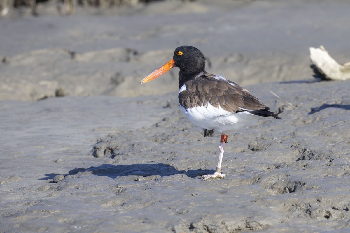 American Oystercatcher - ML647005598