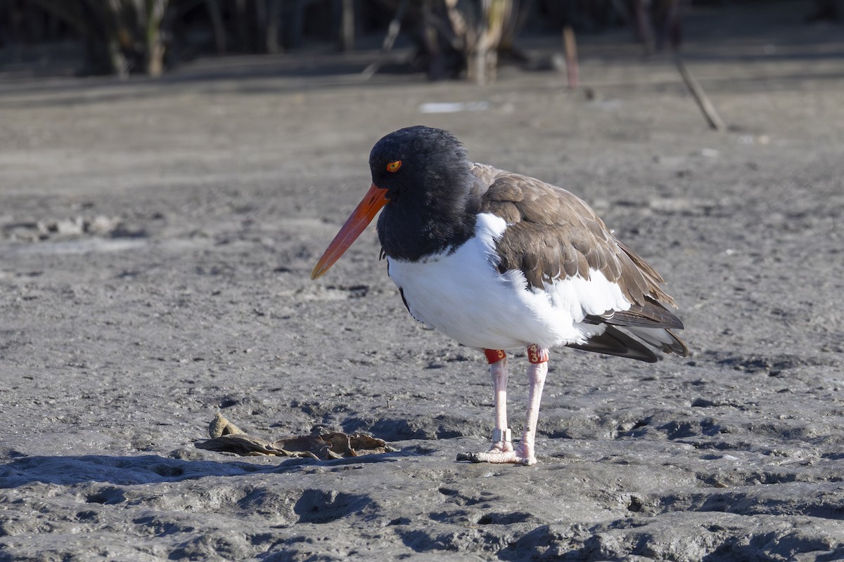 American Oystercatcher - ML647005599