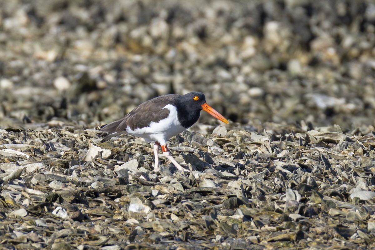 American Oystercatcher - ML647005600