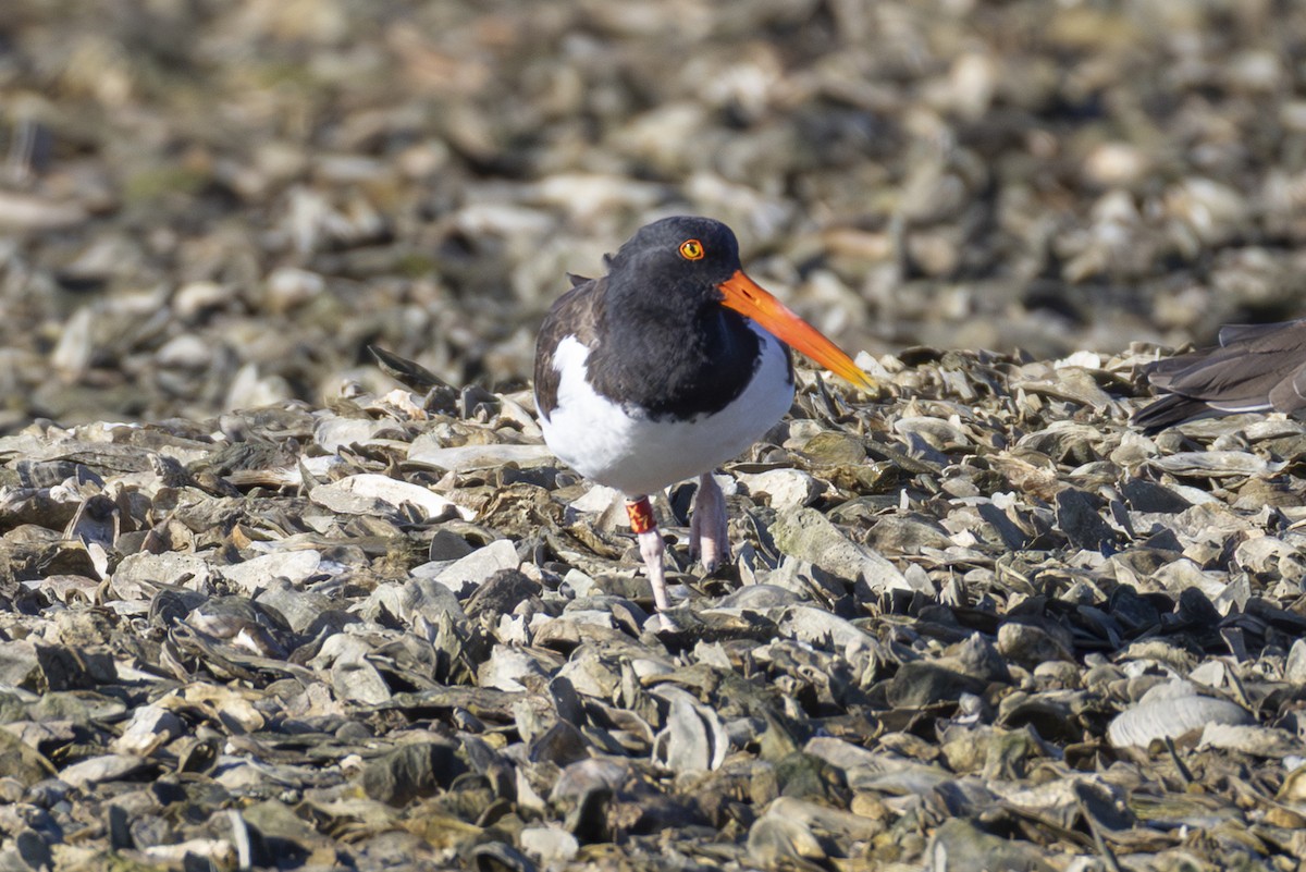 American Oystercatcher - ML647005601