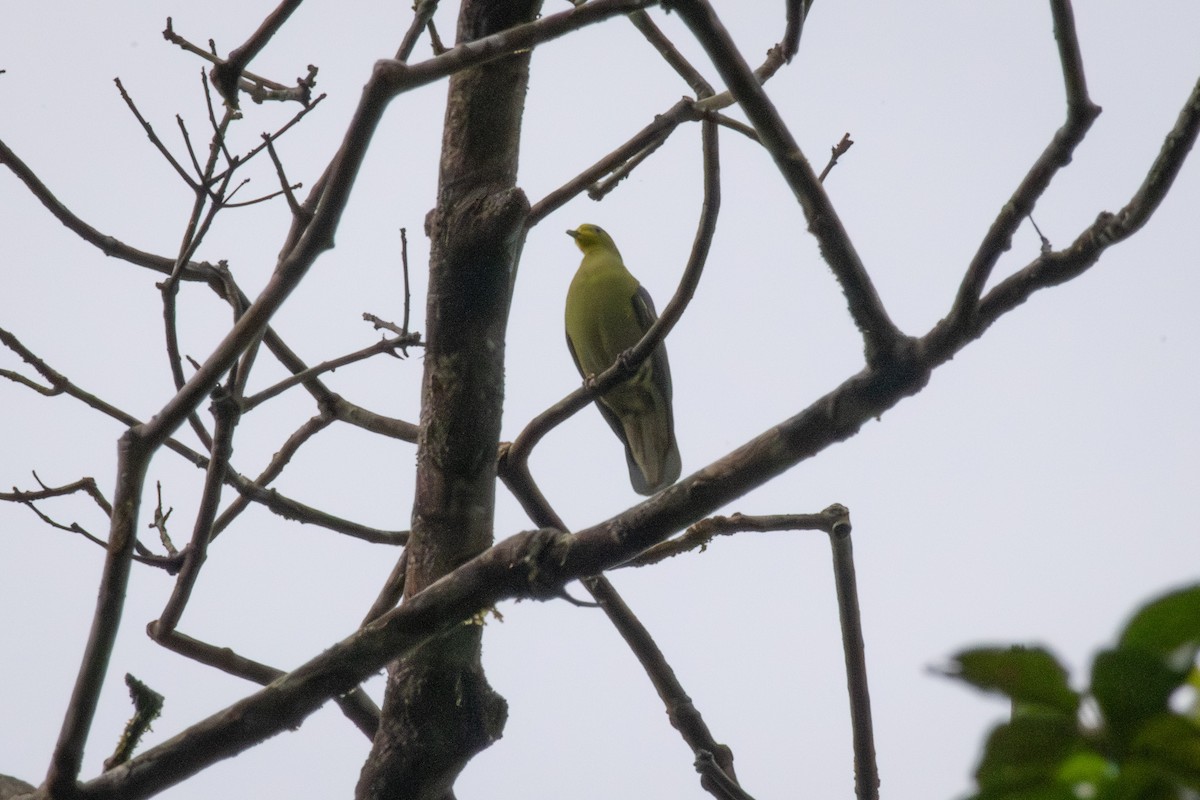 Цейлонский зелёный голубь - ML647005608