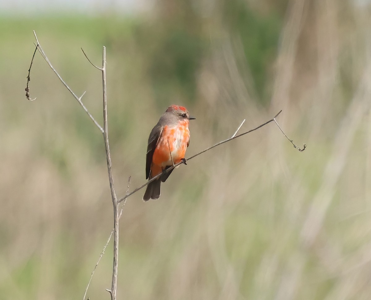 Красный мухолов - ML647005614