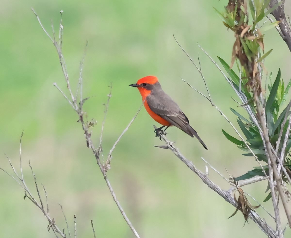 Красный мухолов - ML647005615