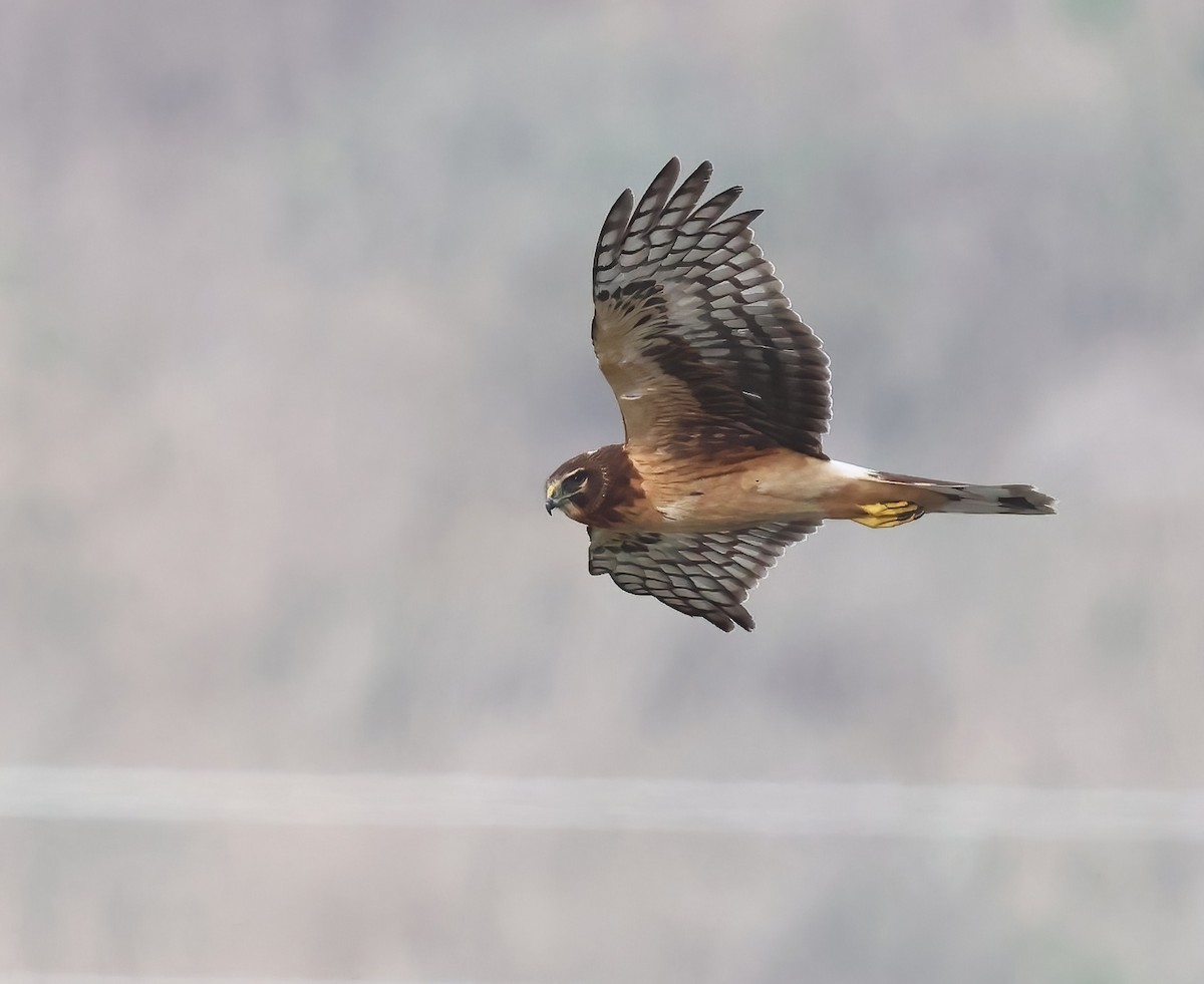 Американский лунь - ML647005617