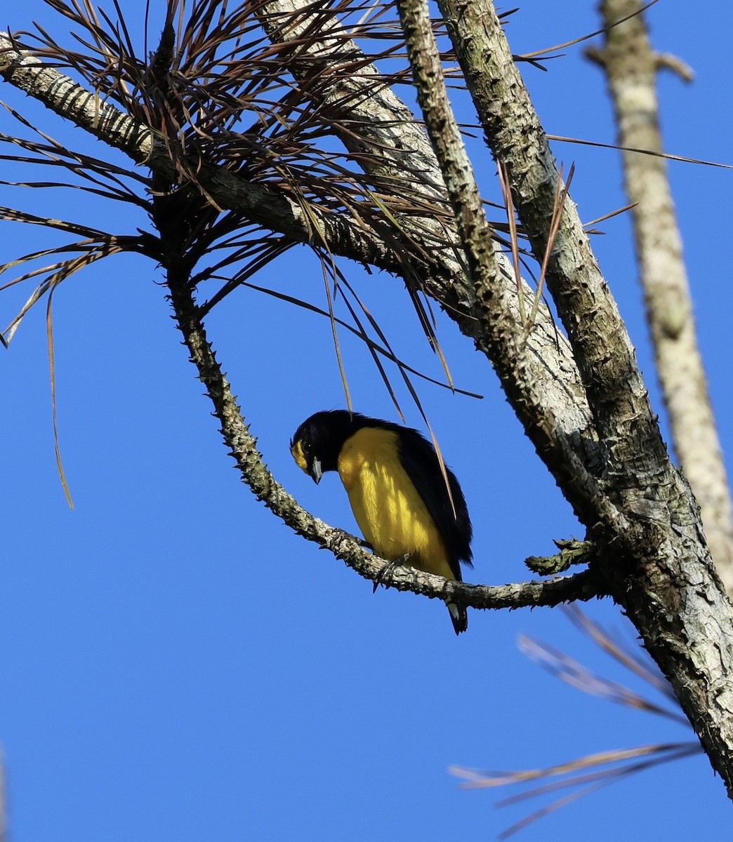 Scrub Euphonia - ML647005618