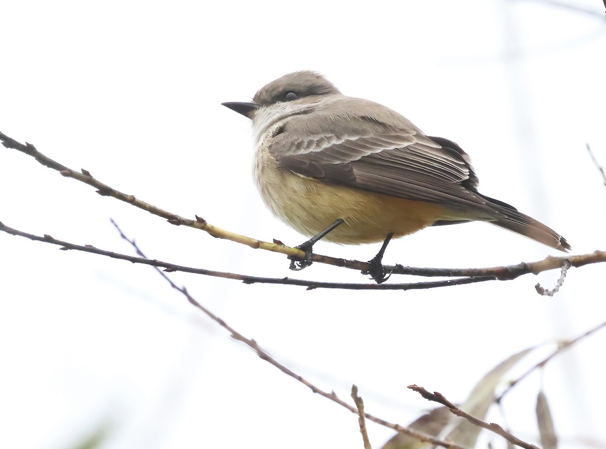 Красный мухолов - ML647005627