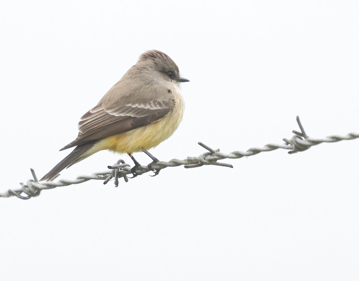 Красный мухолов - ML647005628