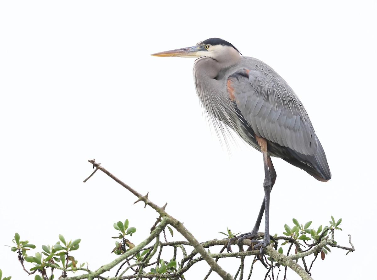 Большая голубая цапля - ML647005631